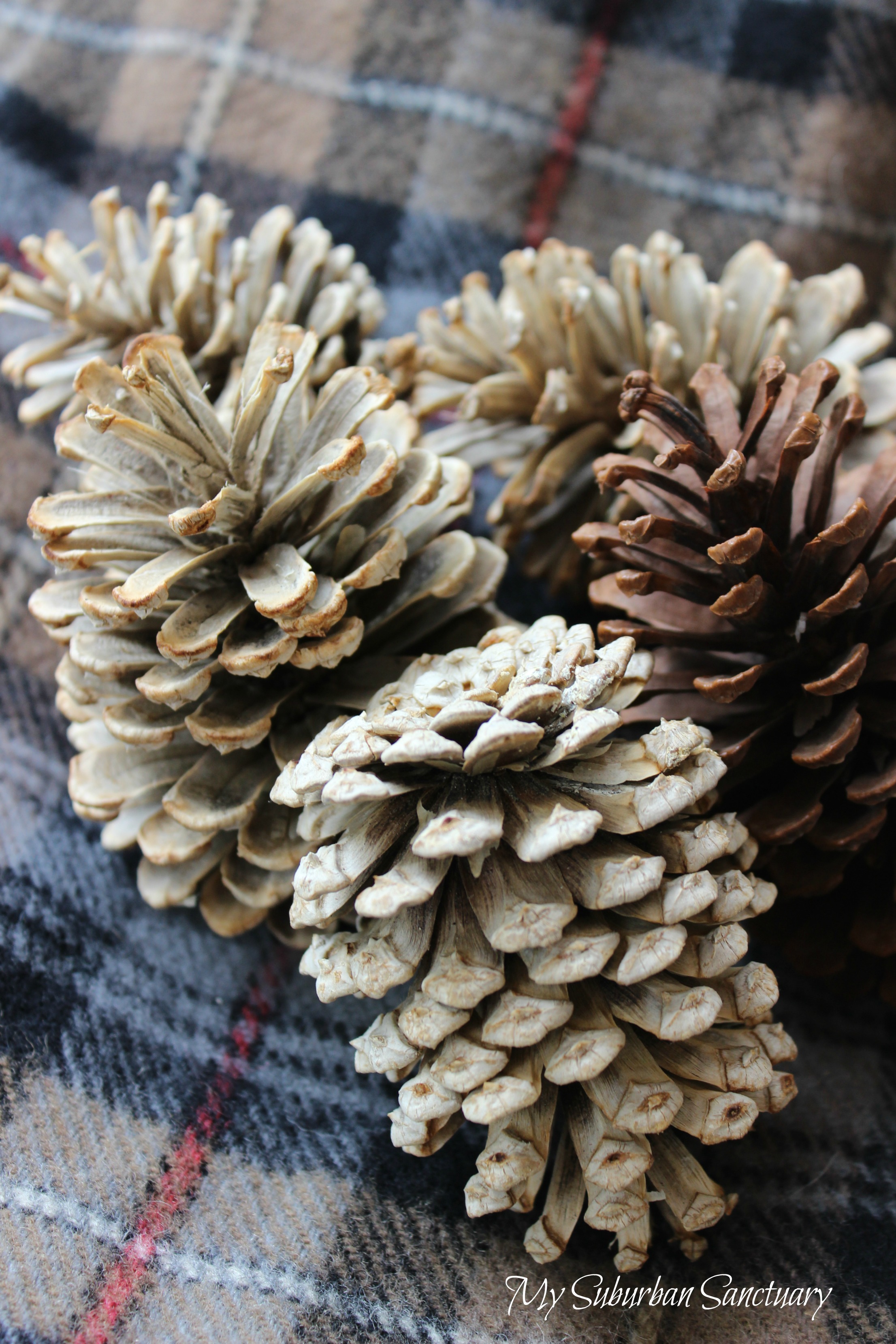 BLEACHING PINE CONES